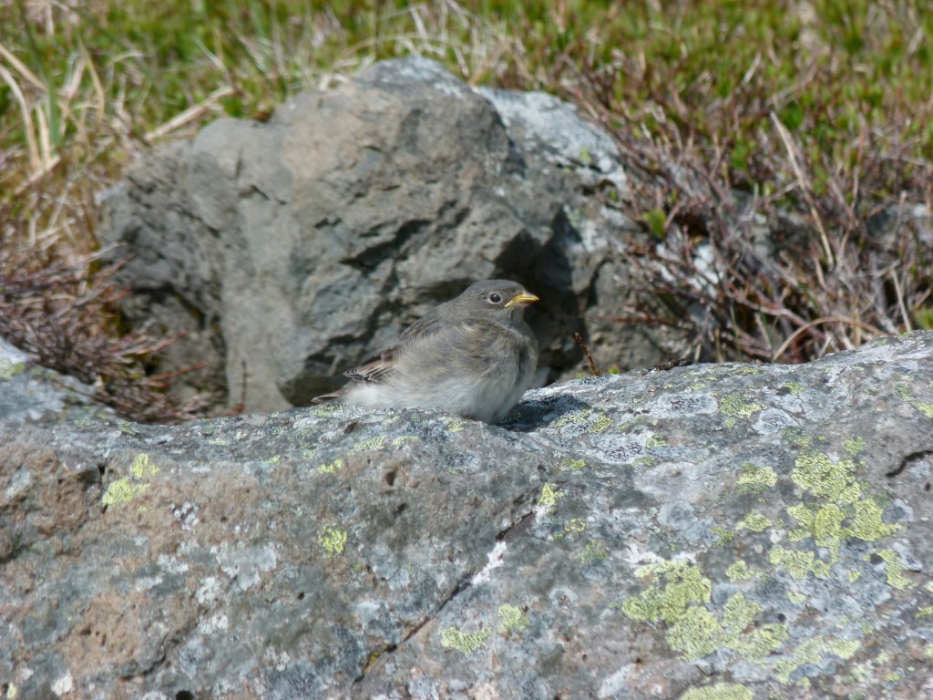 snow-bunting-juv